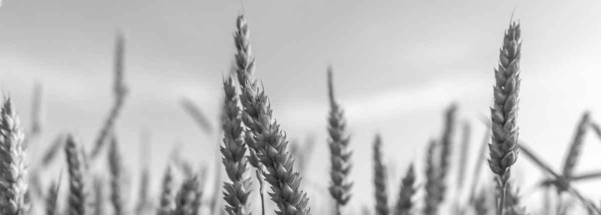 Die Spreu vom Weizen trennen: Grundlagen der Terminologieextraktion Die Spreu vom Weizen trennen: Grundlagen der Terminologieextraktion